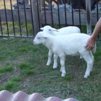 Photo of Buddy & Snow