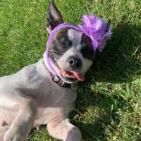 Photo of Pookie Imp 199