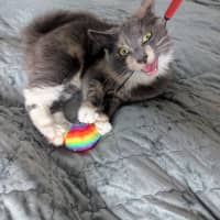 Photo of Muppet