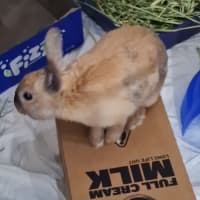 Photo of Dusty