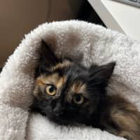 Photo of Kindle