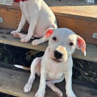 Photo of Charlotte   3 Month Old Staffy X (On Trial)