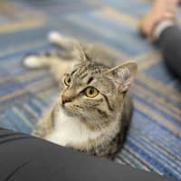 Photo of Willow