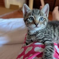 Photo of Clyde