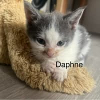 Photo of Daphne