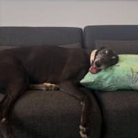 Photo of Senior Constable Beardmore The Greyhound