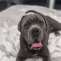 Photo of Lola