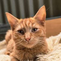 Photo of Dorito