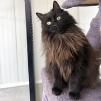 Photo of Figgy