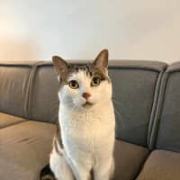 Photo of Mika 🐈 