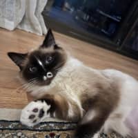 Photo of Phoebe