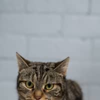 Photo of Tilly