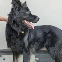 Photo of Mishka (62910)