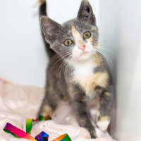 Photo of Willow