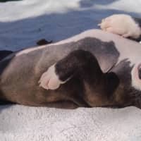 Photo of Tina🥇12 Week Old Staffy X Ridgeback Puppy