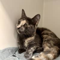 Photo of Pippa