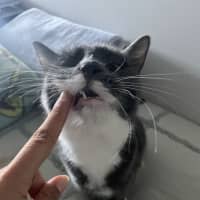 Photo of Flora *9 Lives Project Rescue*