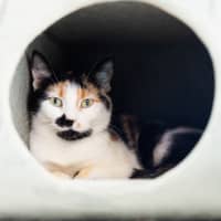 Photo of Callie