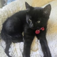 Photo of Coal