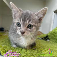 Photo of Lilly