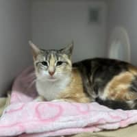 Photo of Petal