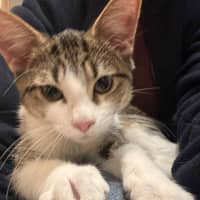 Photo of Peanut