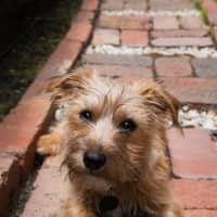 Photo of Albie Valenti