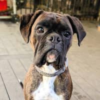 Photo of Baxter