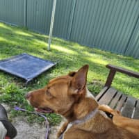 Photo of Nova