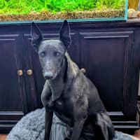 Photo of Lucy Lou, The Greyhound