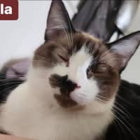 Photo of Millie & Nala (Can Be Seperated)