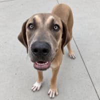 Photo of Ralph (Assisted Rehome)