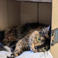 Photo of Nala