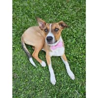 Photo of Gidget *$350 Adoption Fee*