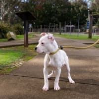 Photo of Butterfield