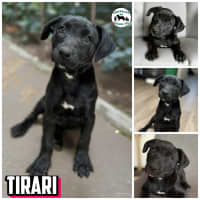 Photo of Tirari