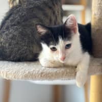 Photo of Kiwi Meet Me@Petstock Mornington Nepean Hwy 