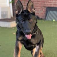 Photo of Arlo