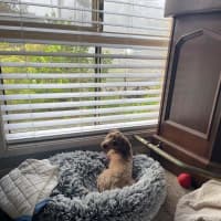 Photo of Peach