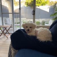 Photo of Beautiful Daisy 