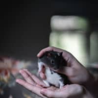 Photo of Willow & Maple