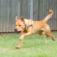 Photo of Echo