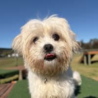 Photo of Biscuit