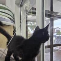 Photo of Wednesday *Available At Pet Stock Milperra*