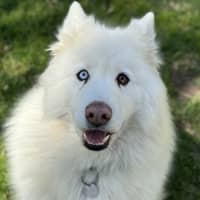 Photo of Lucky