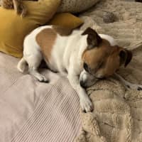 Photo of Shadow Quinell