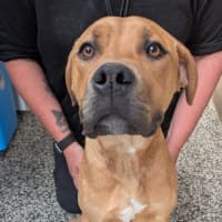 Photo of Dex