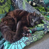 Photo of Clive   In Foster Care In Cheltenham