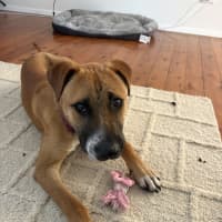 Photo of Ranger
