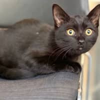 Photo of Bean